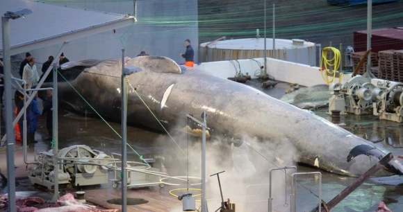 an enormous rare hybrid blue-fin whale being processed at a whaling station in Iceland