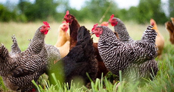 a flock of hens in various colors stands in grass