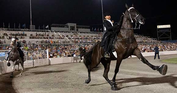 black horse soring in competition with rider