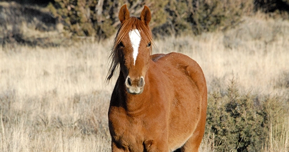 a wild horse stands in a field
