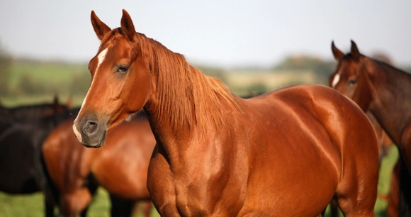 a herd of Chestnut/Sorrel horses at a farm