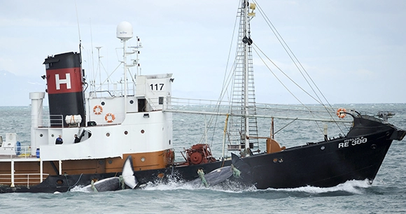 a whaling ship in Iceland hauls caught fin whales