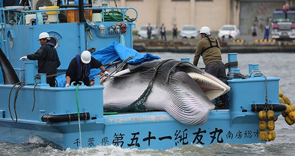fisherman strapping down a caught whale in the rear of a blue Japanese whaling ship