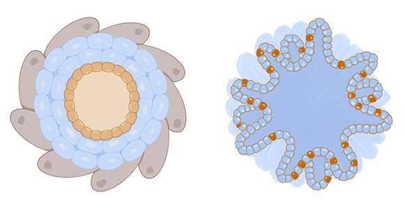 Illustration of a cardiac (left) and intestinal (right) organoid. Organoids are miniature, 3D versions of the larger organs.