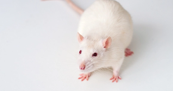 white lab rat standing in a white background