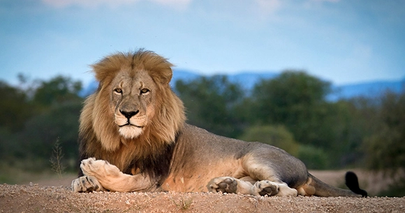 a male lion rests in an arid landscape
