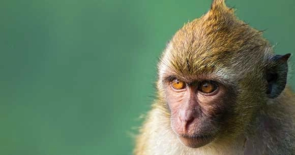 lone macaque in blurred green background