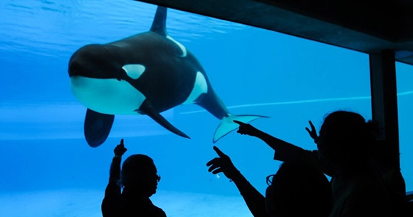a captive orca on display at an aquarium