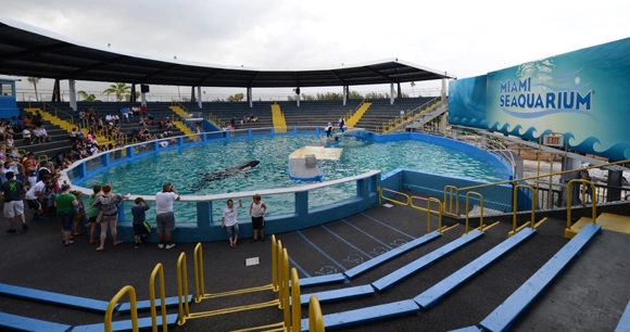 view of whale in performance area at miami seaquarium