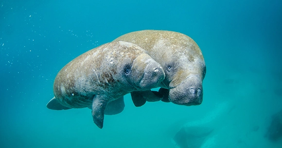 manatee and her calf swimming in the ocean