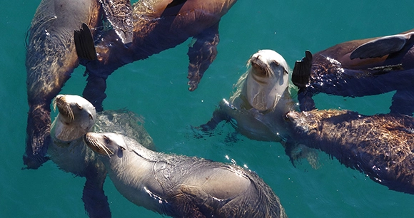 a group of sea lions swimming under water