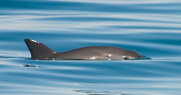 a vaquita porpoise swims at the ocean's surface