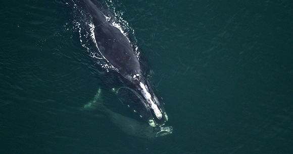 a north atlantic right whale swimming in clear ocean water