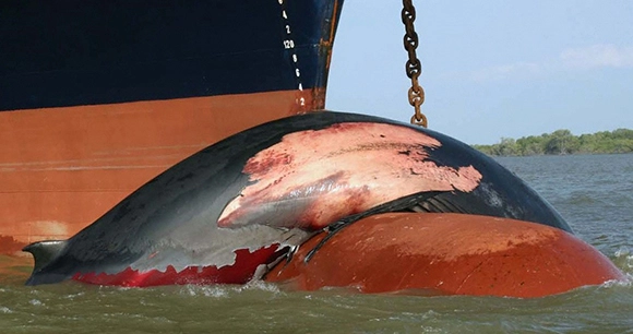 whaling ship pulling dead whale