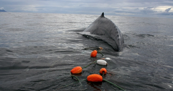 whale in ocean attached to fishing gear