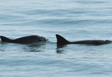 a mother vaquita porpoise is followed by her calf