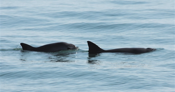 a mother vaquita porpoise is followed by her calf