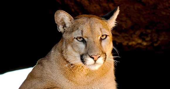 a mountain lion, also known as a cougar, sits amongst large rocks