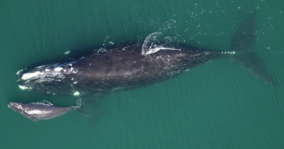 overhead of mother and calf north atlantic right whales swimming at the surface
