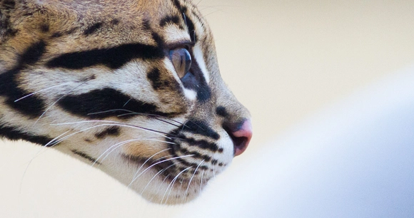 a side portrait of an ocelot's head, a medium-sized wild cat known for its stunning spotted coat