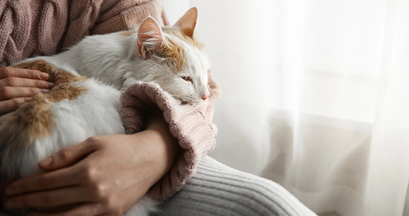orange and white cat cradled in the arms of a woman