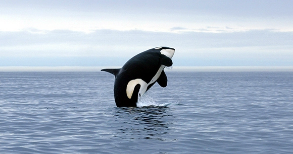 an orca breaching out of the ocean