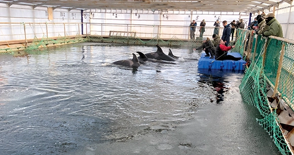 orca calves in captivity in Nakhodka, Russian
