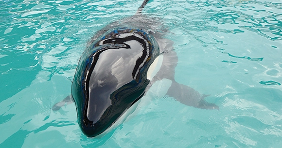 Lolita, the lone orca who languished for over 45 years at the Miami Seaquarium