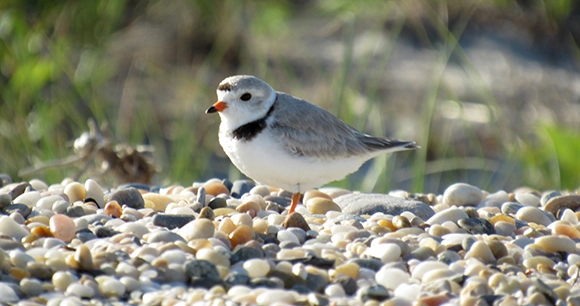 a piping plover stands on gravel