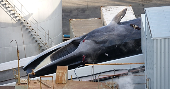 a pregnant fin whale that has been harpooned and brought onto a whaling processing station