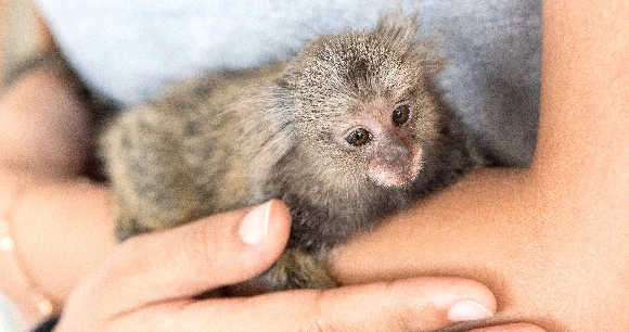 a pygmy marmoset is cradled in a person's arms