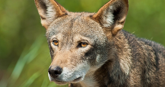 a red wolf with a focused stare stands amongst a grassy background