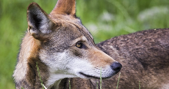 red wolf standing in grass with head turned to the side