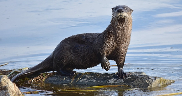 a river otter standing on a floating tree trunk