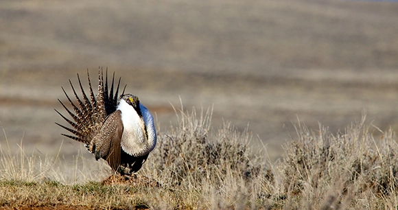 a male sage-grouse, known for its white breast with a fluffy ruff and long, pointed, and fanned tail, stands in a dry grassland
