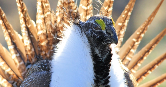 close up of sage grouse