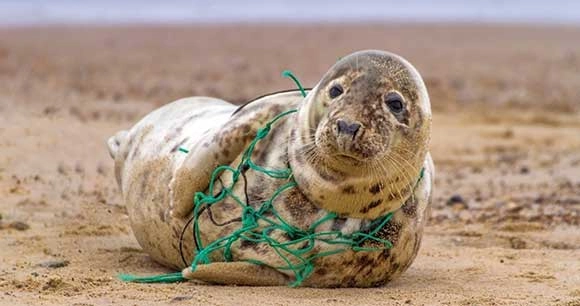 seal entangled in green fishing net on beach