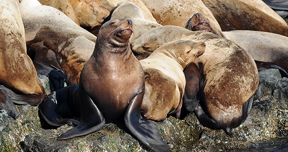 a colony of sea lions sunning on rocks