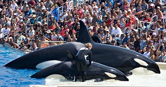 an orca, her calf and a trainer are captured during a SeaWorld show