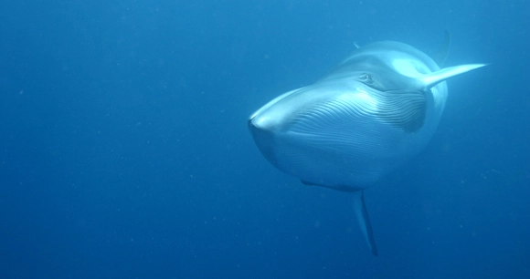 a shark swims in clear blue ocean water