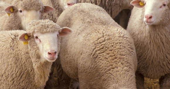 a group of gathered sheep wearing yellow identification ear tags