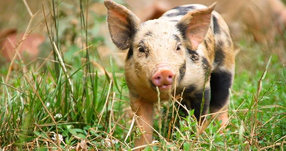 a piglet with a spotted coat walks through grass