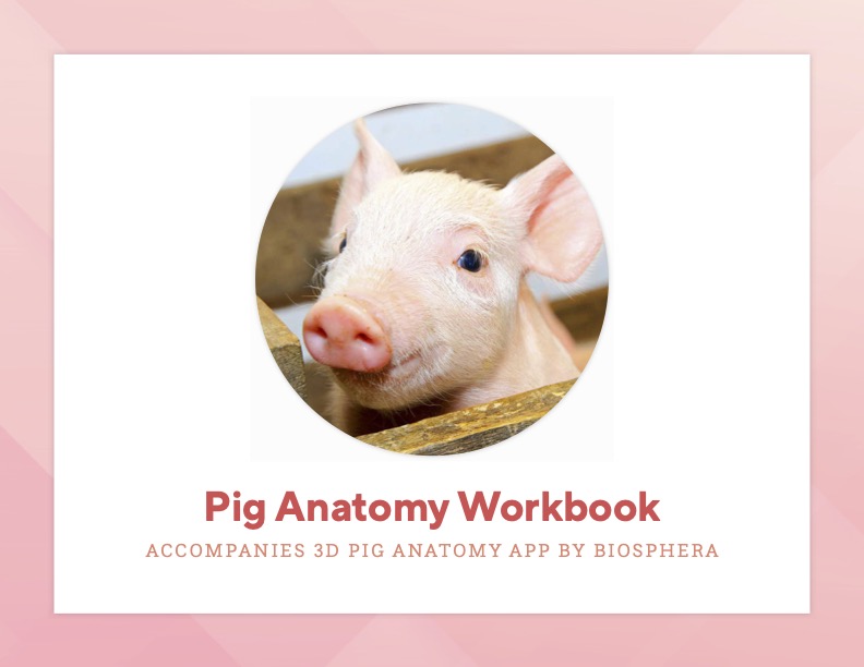 Cover of Pig Anatomy Workbook