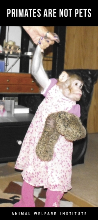 Brochure cover of Primates Are Not Pets