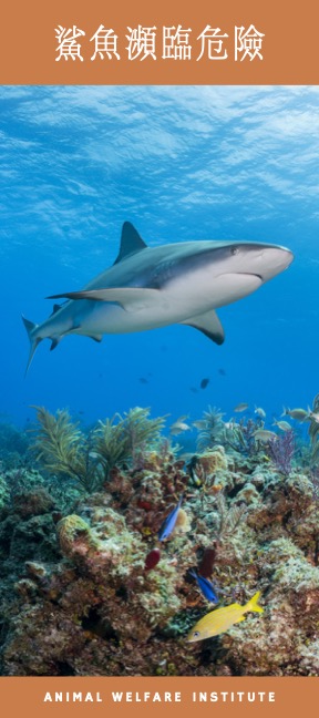 Brochure cover of Sharks at Risk Chinese version