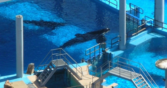 Tilikum, the orca, featured in captivity at SeaWorld