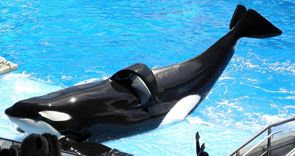 Tilikum, a captive male orca, performing for an audience at SeaWorld Orlando in Florida