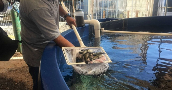 a man holding a net full of totoaba fish at an aquaculture facility in Mexico