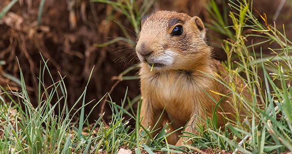 a Utah prairie dog sits and eats grass