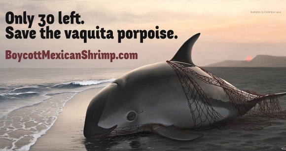 An illustration of a vaquita porpoise entangled in a fishing net, along with the words "only 30 left"